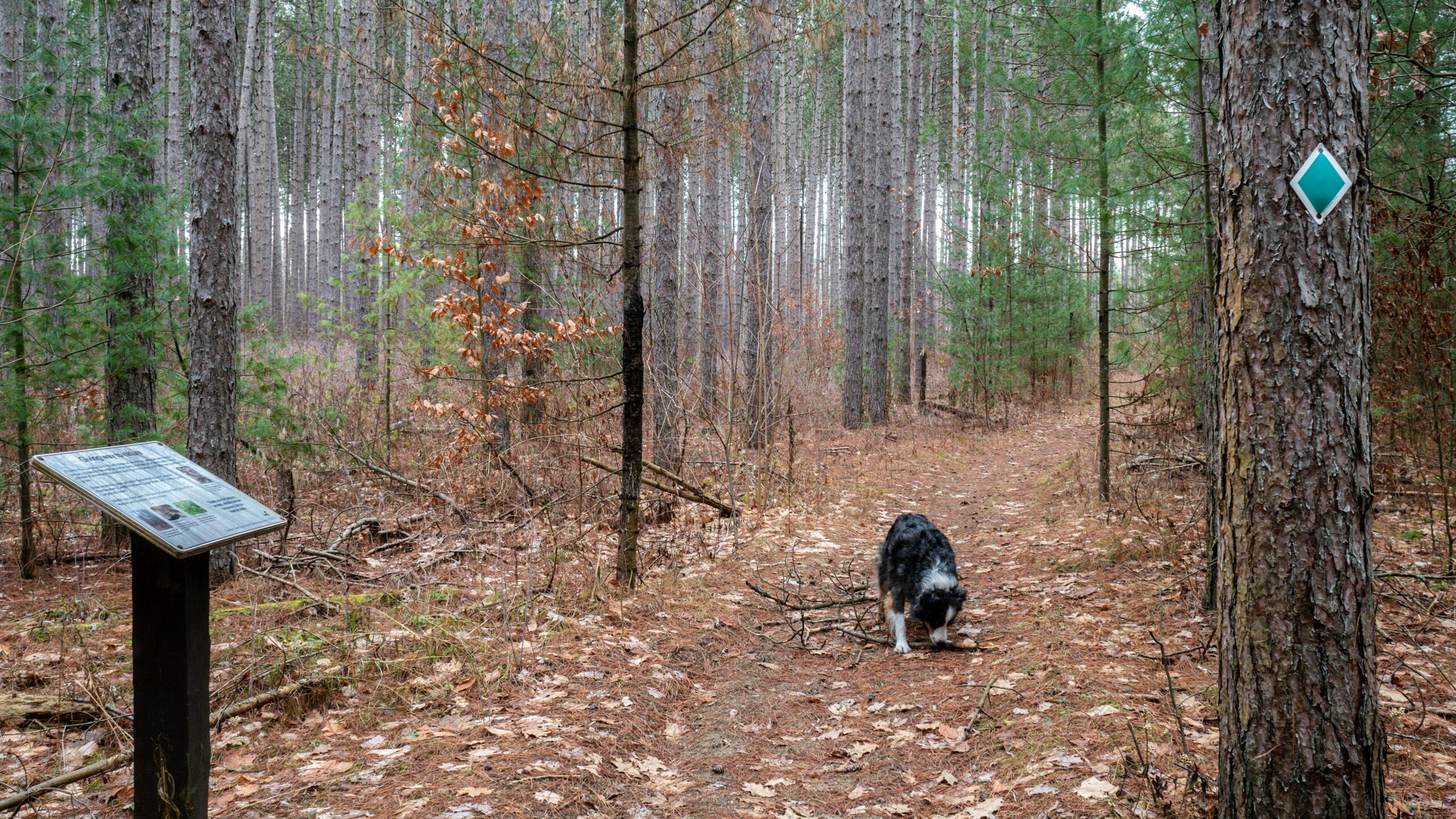 Oak Ridges Trail