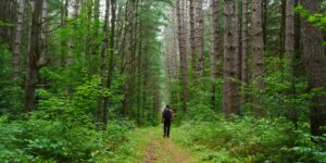 Oak Ridges Trail