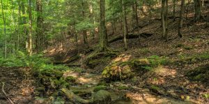 Bruce Trail Bibbulmun Track Friendship Trail