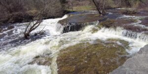 Norwood Mill Pond Trails