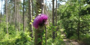 northumberland forest