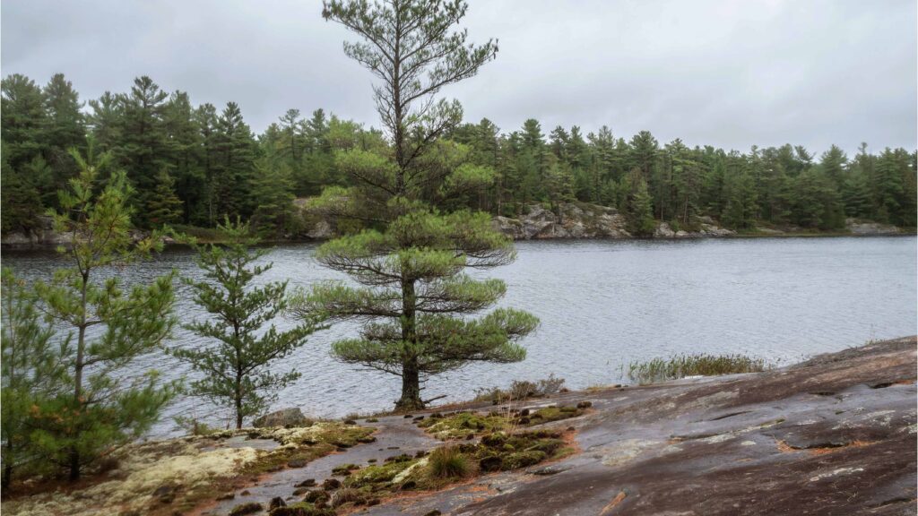 Gut Lake Hiking Trail At Grundy Lake Provincial Park
