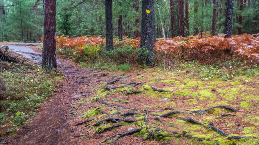 Hiking Trail At Grundy Lake Provincial Park