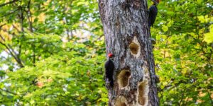 Pileted Woodpeckers At Limberlost Forest