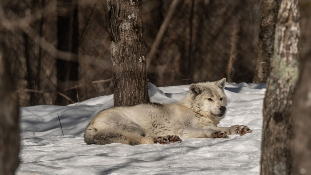 Haliburton Forest Wolf Centre