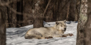 Haliburton Forest Wolf Centre